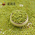 2016 nueva cosecha de frijol mungo verde para los brotes en la venta caliente, origen chino